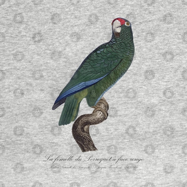 Cuban Amazon Parrot Female / La Femelle du Perroquet a Face Rouge Male - 19th century Jacques Barraband Illustration by SPJE Illustration Photography